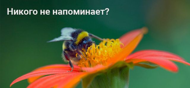 Вы работаете как пчела?