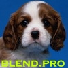 blendpro