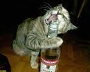 Котяра